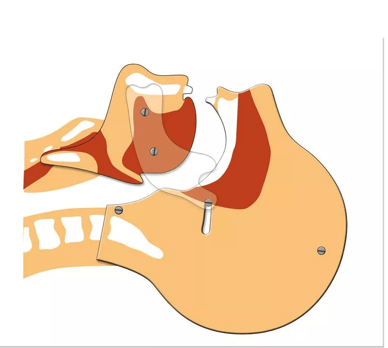 Schematisches Luftwegemodell - Erler - Zimmer